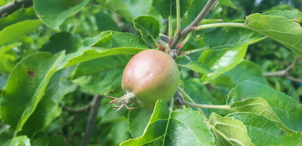 Ogród rodzinny - nasz mały raj