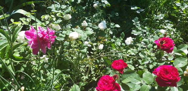 Ogród rodzinny - nasz mały raj