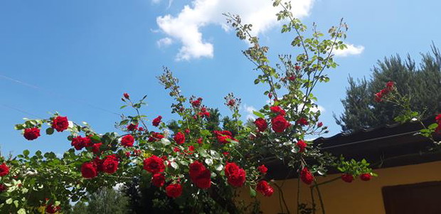 Ogród rodzinny - nasz mały raj