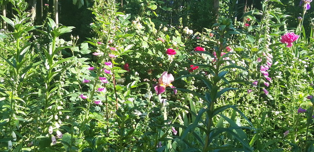 Ogród rodzinny - nasz mały raj