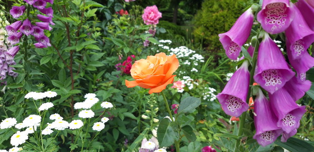 Ogród rodzinny - nasz mały raj