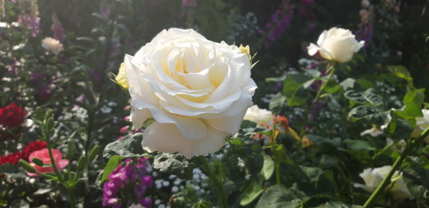 Ogród rodzinny - nasz mały raj