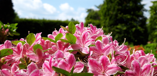 Ogród rodzinny - nasz mały raj