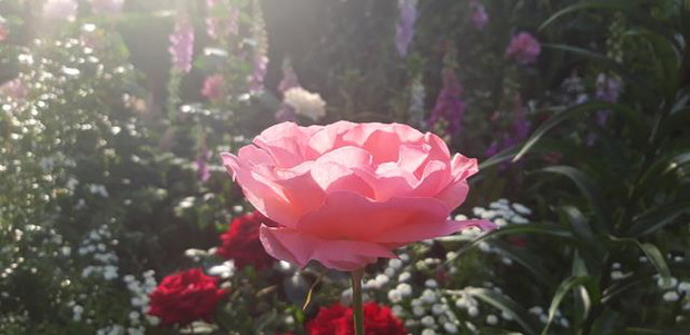 Ogród rodzinny - nasz mały raj