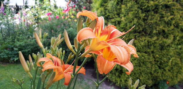 Ogród rodzinny - nasz mały raj