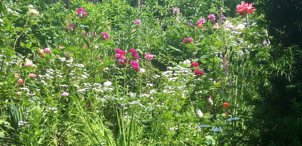 Ogród rodzinny - nasz mały raj