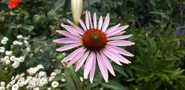 Ogród rodzinny - nasz mały raj