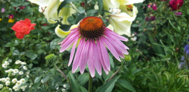 Ogród rodzinny - nasz mały raj