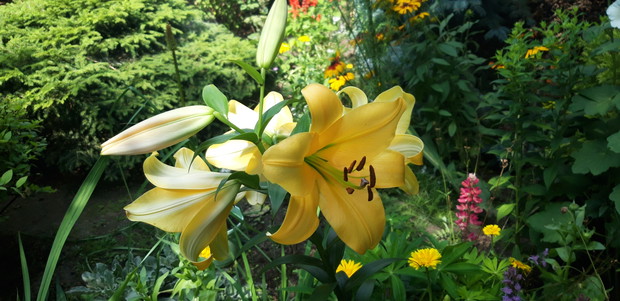 Ogród rodzinny - nasz mały raj