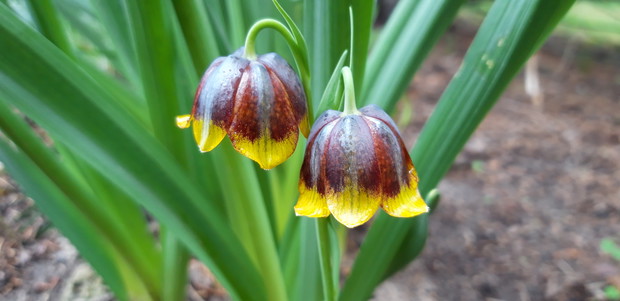 Ogród rodzinny - nasz mały raj