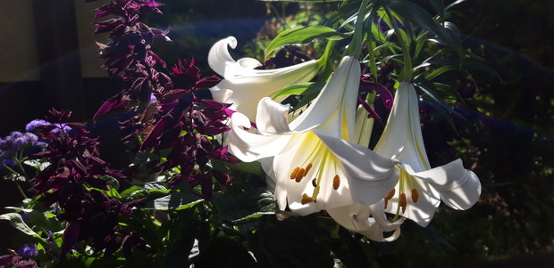 Ogród rodzinny - nasz mały raj