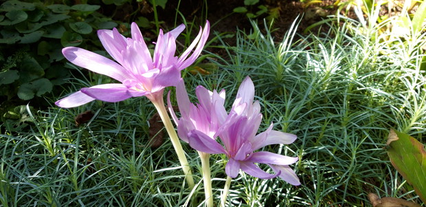 Ogród rodzinny - nasz mały raj