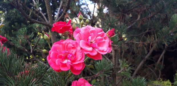 Ogród rodzinny - nasz mały raj