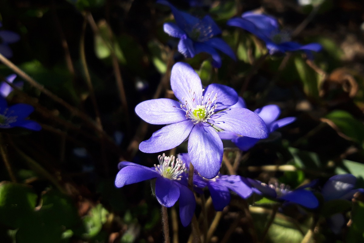 Ogród rodzinny - nasz mały raj
