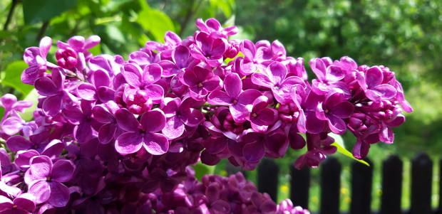 Ogród rodzinny - nasz mały raj