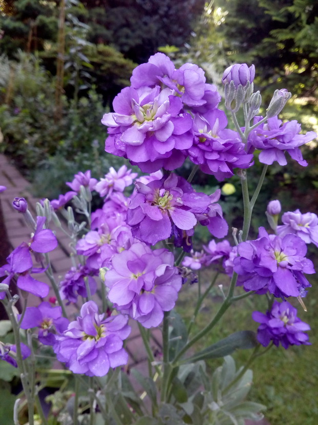 Ogród rodzinny - nasz mały raj