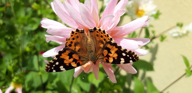 Ogród rodzinny - nasz mały raj