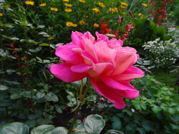 Ogród rodzinny - nasz mały raj