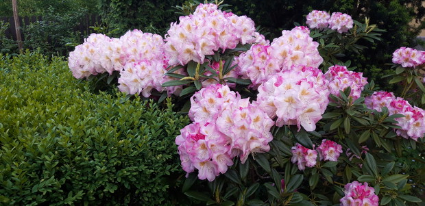 Ogród rodzinny - nasz mały raj