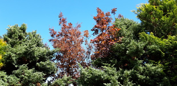 Ogród rodzinny - nasz mały raj