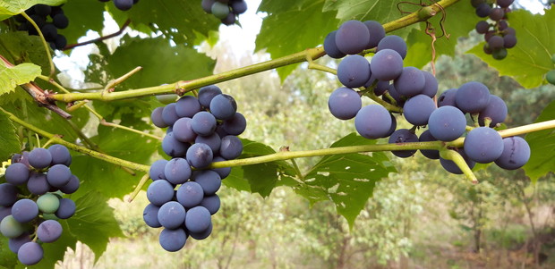 Ogród rodzinny - nasz mały raj