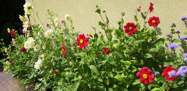 Ogród rodzinny - nasz mały raj