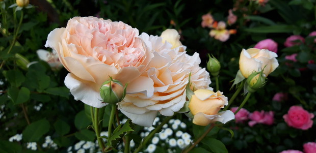 Ogród rodzinny - nasz mały raj