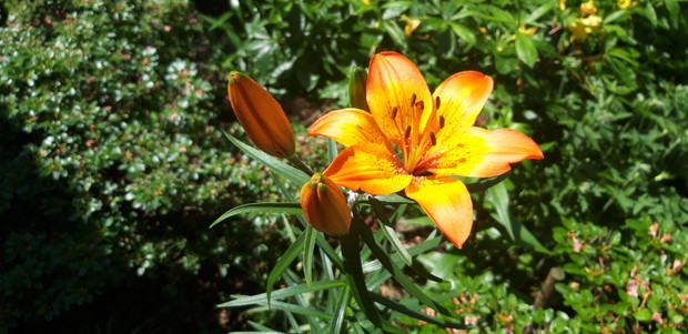 Ogród rodzinny - nasz mały raj