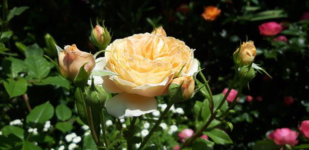 Ogród rodzinny - nasz mały raj