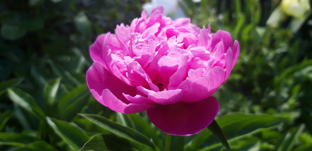 Ogród rodzinny - nasz mały raj