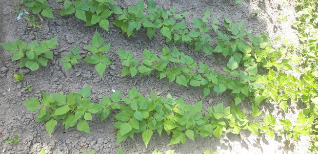 Ogród rodzinny - nasz mały raj