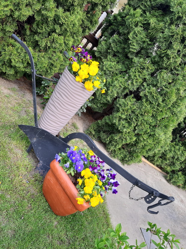 Pług obsadzony bratkami, z którym wiąże sie wyjątkowa historia