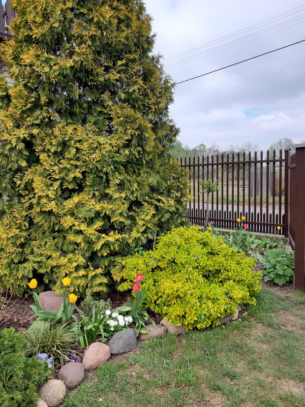 Rabata z krzewami i tulipanami