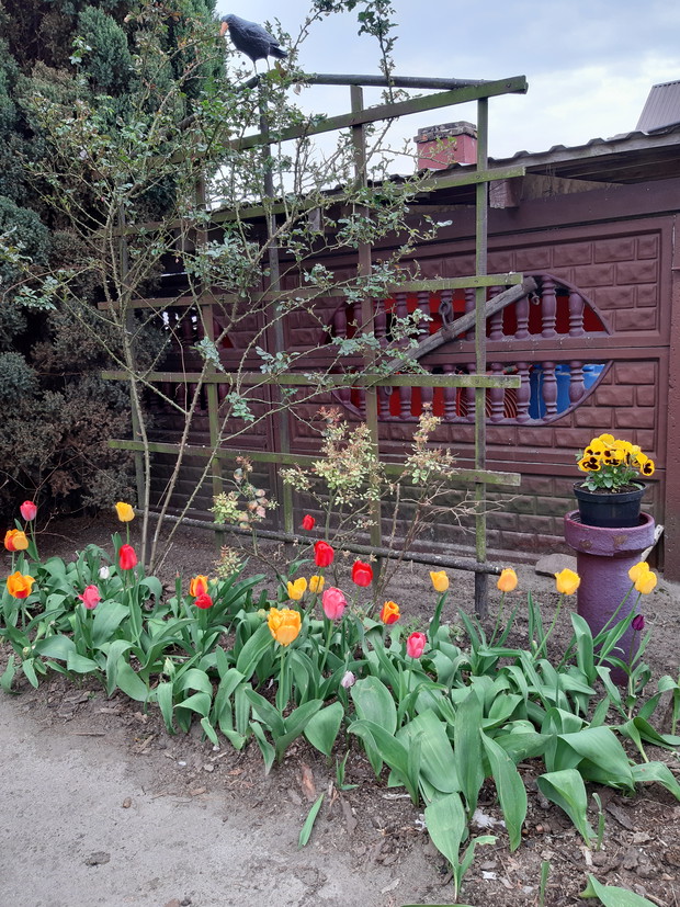 Rabatka z tulipanami oraz pnącą różą