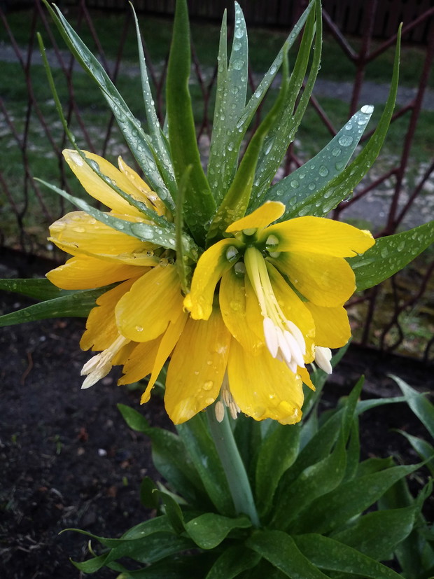 Szachownica cesarska