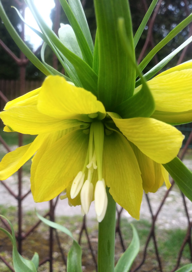 Szachownica cesarska