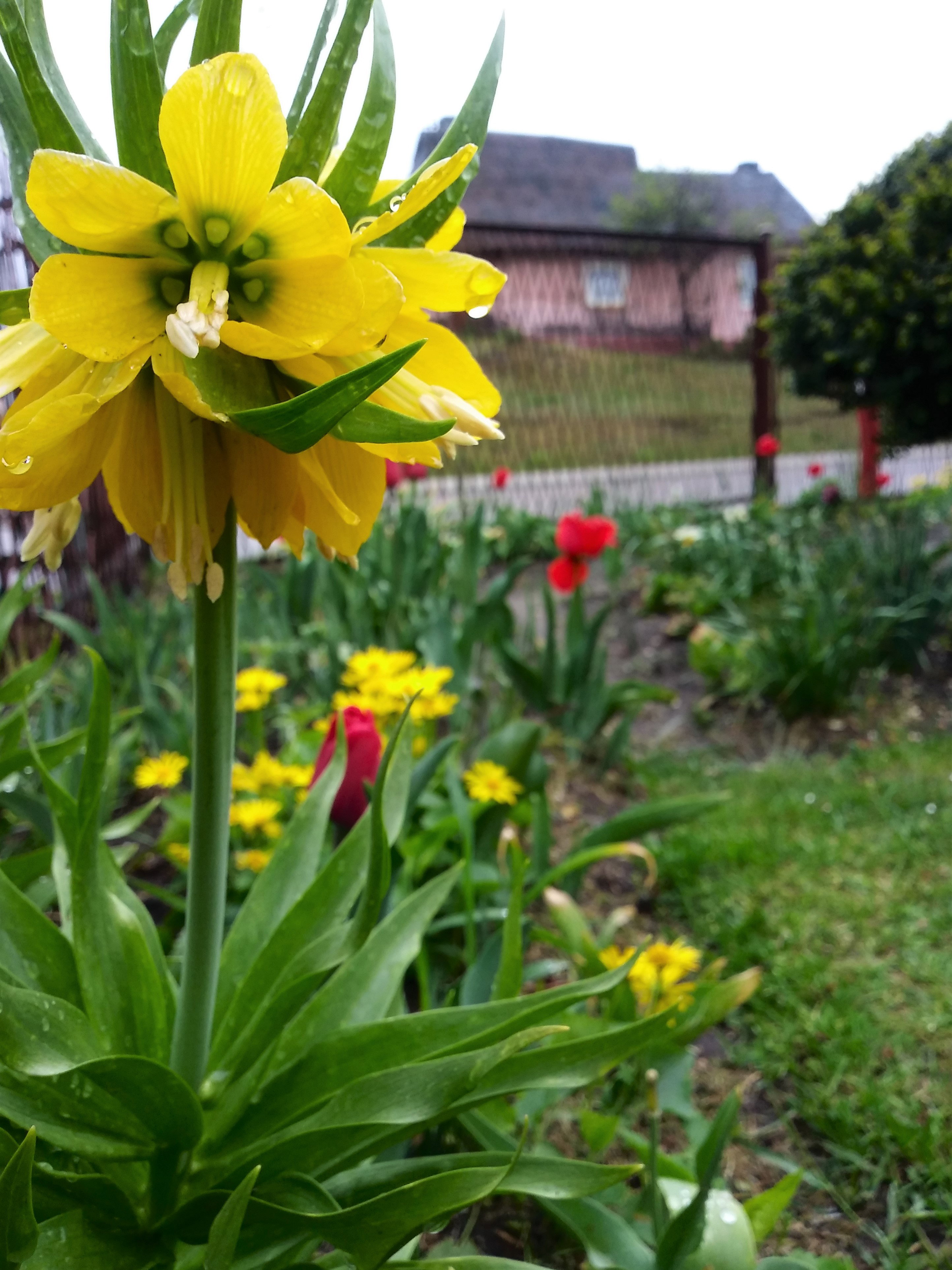 Szachownica cesarska