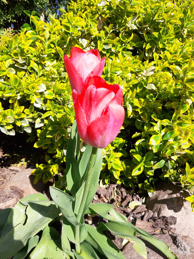 Tulipanki na tle trzmieliny