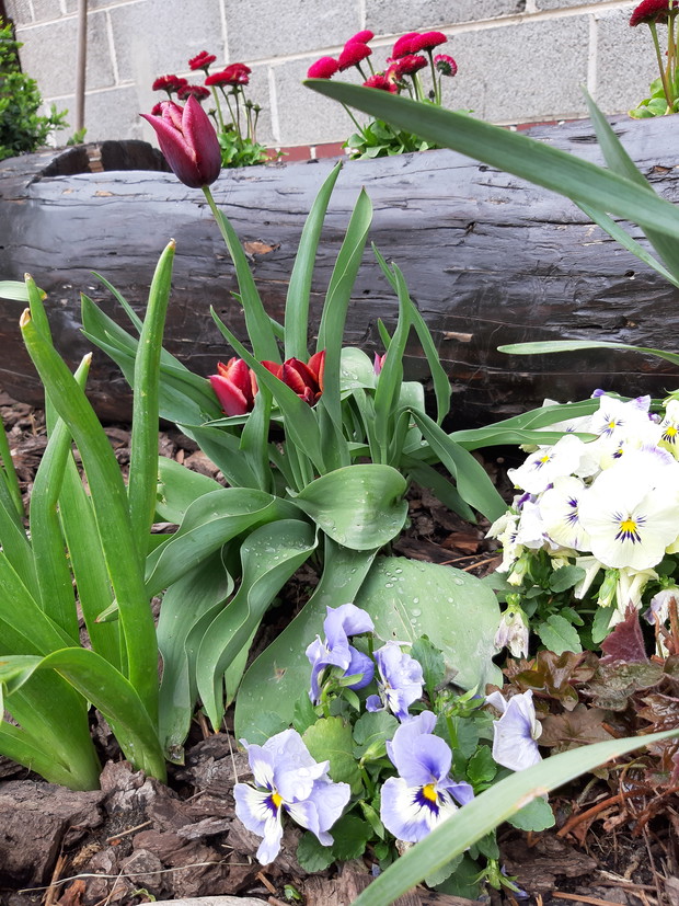 Tulipany, a w tle rosnące stokrotki w drewnianym korycie