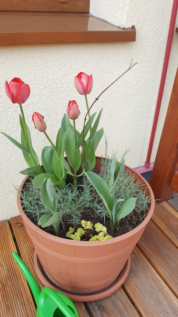 Tulipany, goździki i młody milin na tarasie