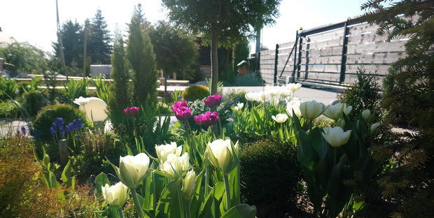 tulipany, tulipany, tulipany ...