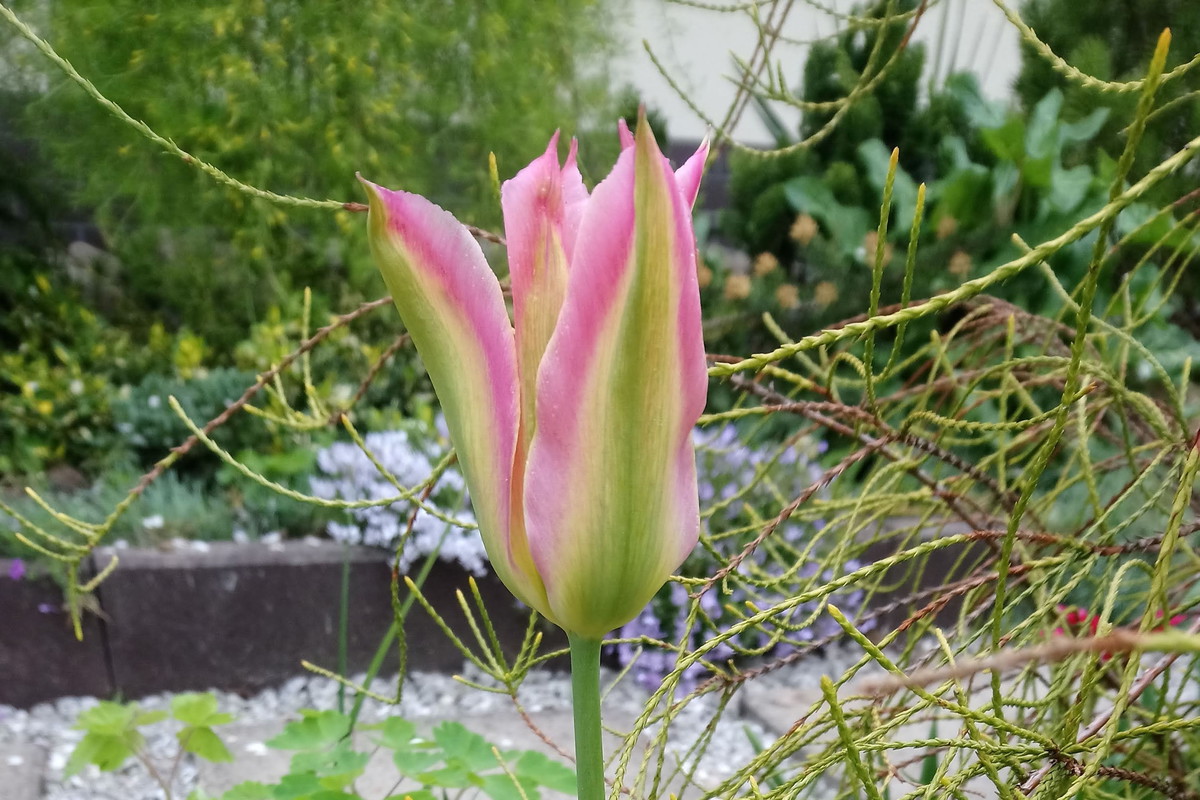 tulipany ...