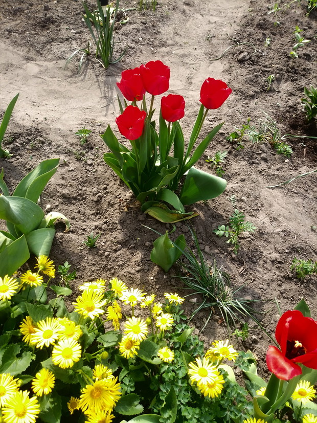 Tulipany