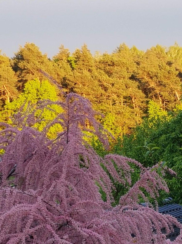 W sąsiedztwie sosen