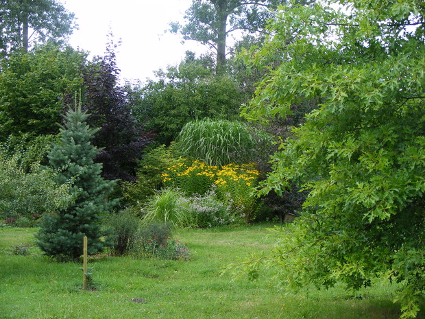 Dąb błotny, z tyłu skupina miskatu chińskiego „Giganteus”, dzielżanów i mięt