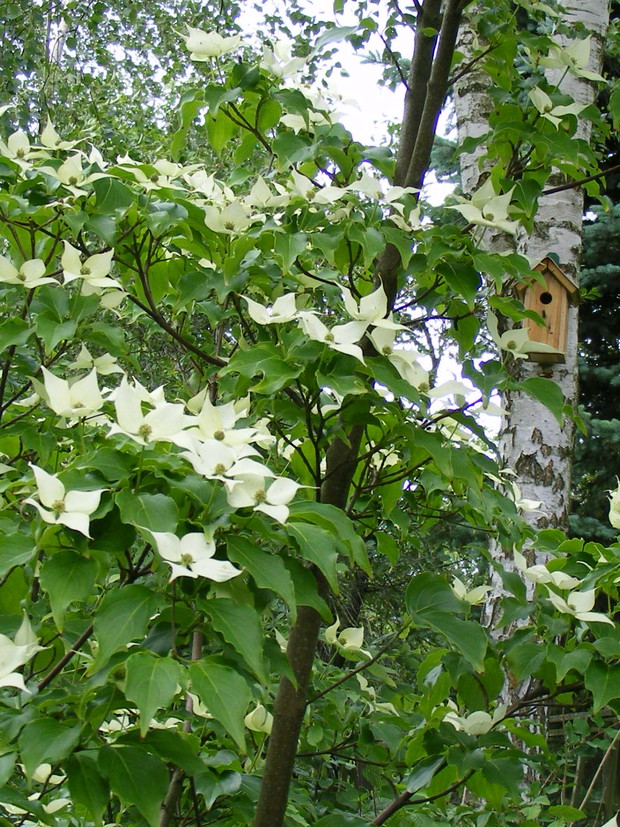 Dereń kousa i budka lęgowa
