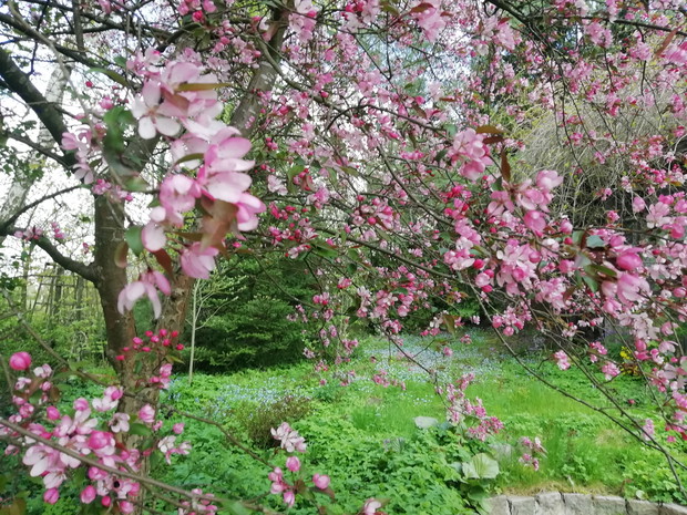 Jabłoń ozdobna „Makowieck”i lub „Kobendza”