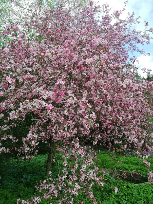 Jabłoń ozdobna „Makowieck”i lub „Kobendza”