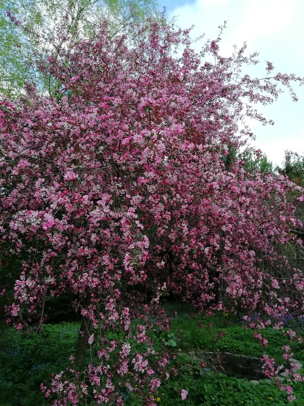 Jabłoń ozdobna „Makowieck”i lub „Kobendza”