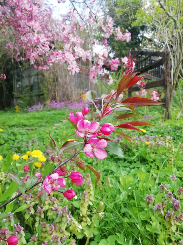 Jabłoń ozdobna „Makowieck”i lub „Kobendza”